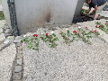 Zdjęcie: IMG_6208-800.jpg